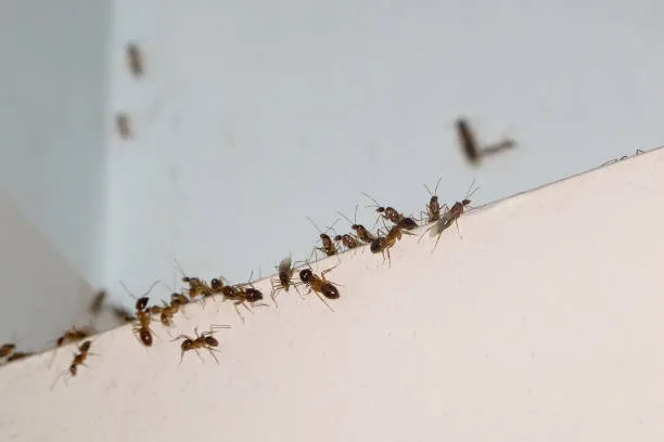 Controle de Formigas em Distrito Federal — Brasali Dedetizadora